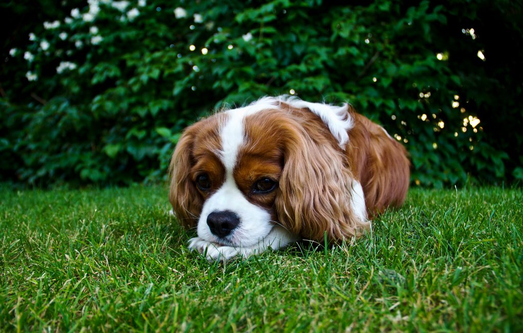 Un perro (Cavalier King Charles Spaniel) acostado en el jardín, muy aburrido.