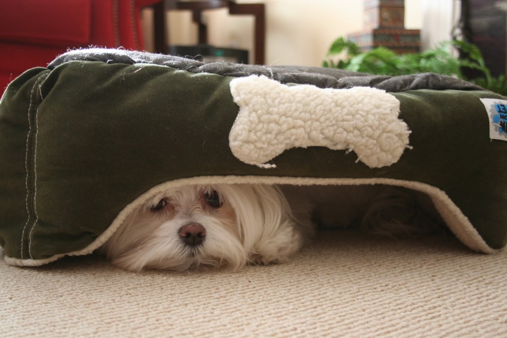 Perro asustado escondido debajo de su cama.