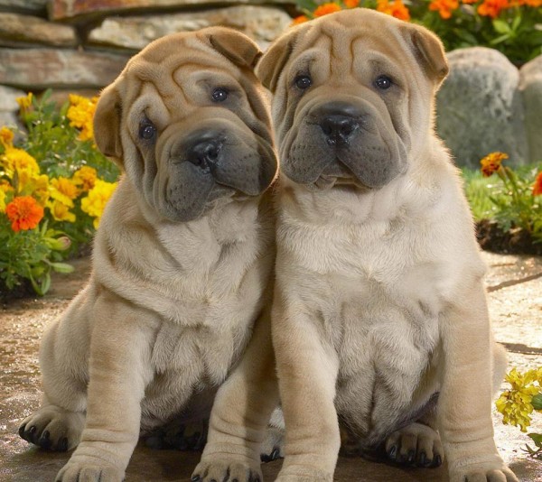 Two Shar Pei puppy dogs for the DogBuddy blog dog sitting business blog article