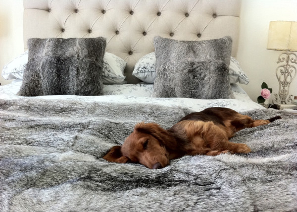 Dachshund dog on a bed 