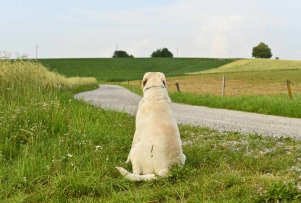 Que hacer si tu perro se pierde foto de perro de raza golden retriever sentado en el campo viendo hacia el horizonte