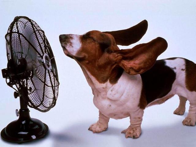 botiquin natural para perros - perro frente a un ventilador