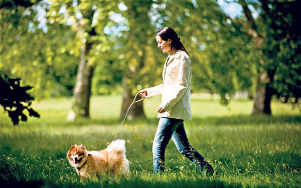buon dog sitter con capelli castani uno spolverino chiaro e jeans cammina con un cane col pelo rosso al guinzaglio in un parco con alberi verdi 