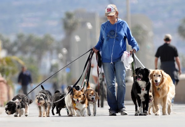 ragazza dog sitter con cappellino felpa blu e jeans passeggia con 9 cani di razze diverse 