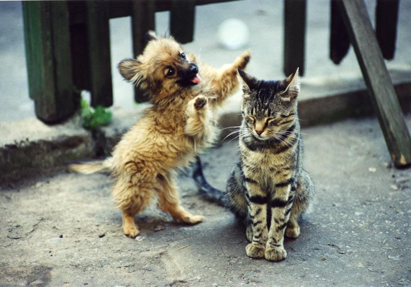 cachorro de perro jugando con un gato