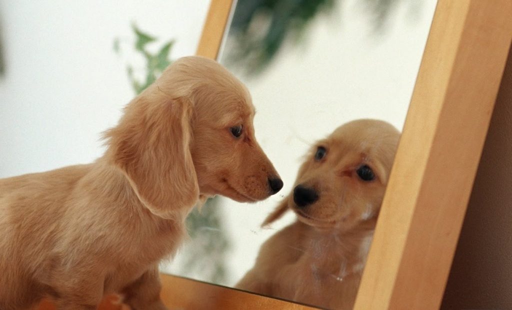 cachorro mirandose en el espejo