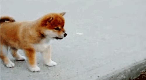 cachorros caminando por primera vez - akita inu