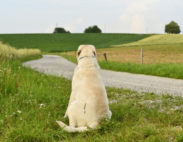 Cane con pelo chiaro perso nel mezzo della campagna verde con una strada