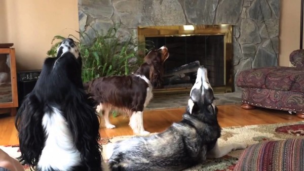 tre diverse razze di cani ululano in un salotto di fronte a un camino di marmo grigio e legno con una pianta al lato