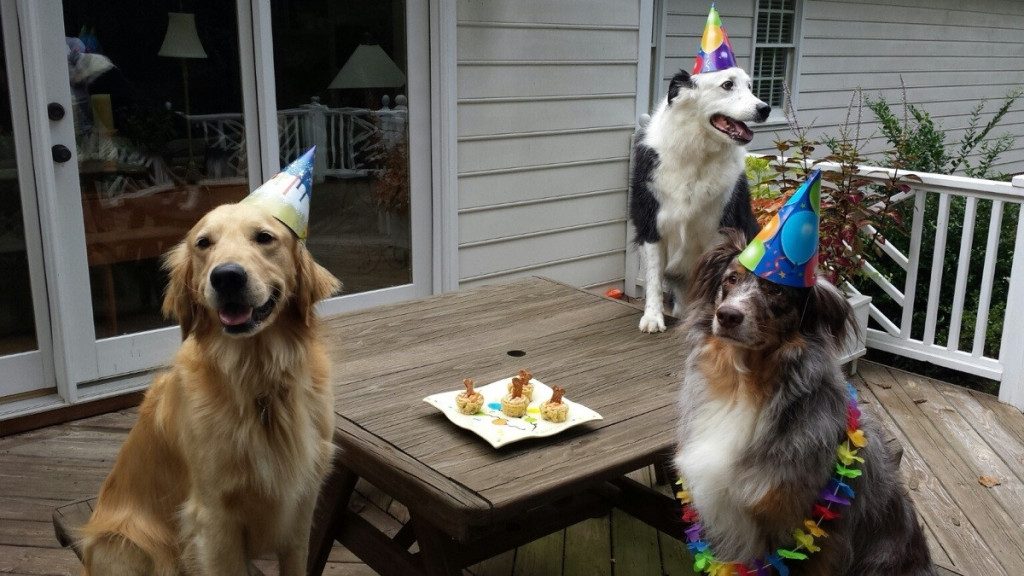 celebrar el cumple de tu perro - tres perros sentados alrededor de una mesa en el jardin con galletas y sombreros