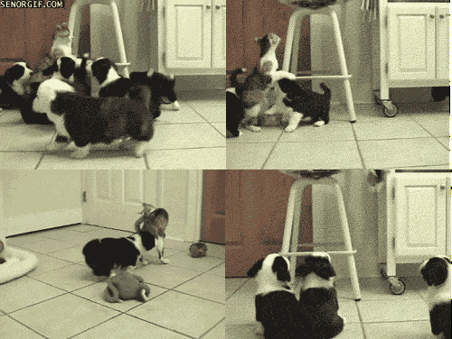 estampida de cachorros saludando a un gato