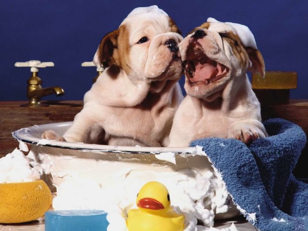 bulldog dentro una vasca con papere gialle ridono e si fanno la doccia per togliere l'odore dei cani 