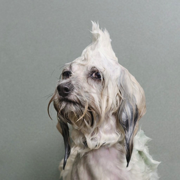 cane con pelo grigio pieno di shampoo 