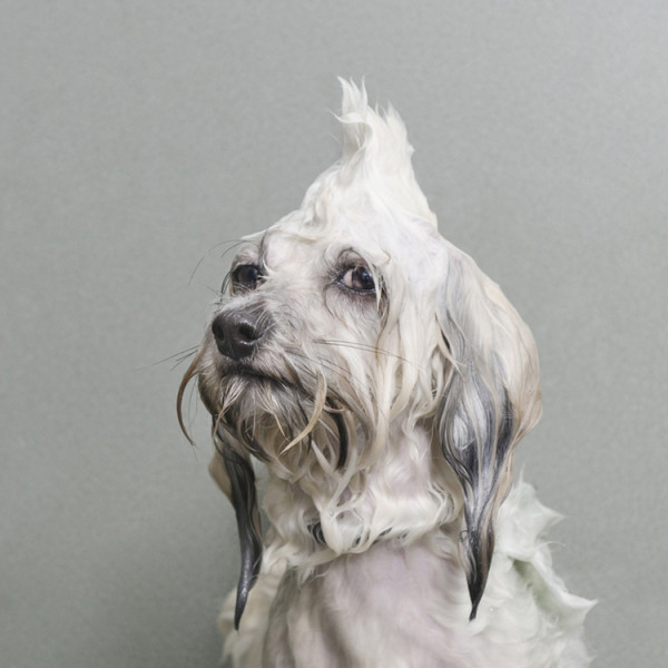 olor de perro - foto de un perro recibiendo un baño de la fotografa sophie gamand