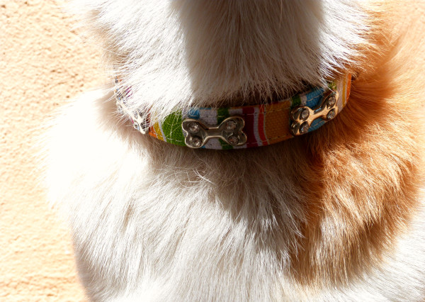 détail d'un collier pour chiens