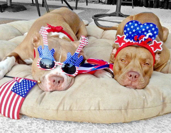 patriotic-pitbulls america