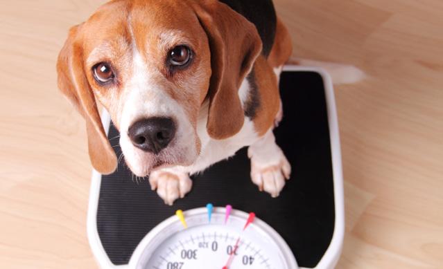 perro usando una balanza para el peso