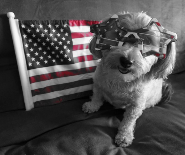 Shih Tzu american patriotic dog flag wearing sunglasses