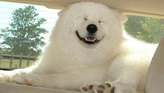 tener un perro por primera vez - perro samoyedo blanco en un coche