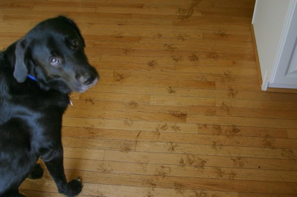 tenor-dog-left-muddy-paw-prints-on-hardwood-floors