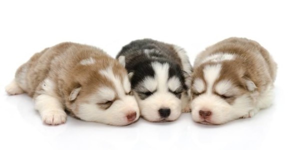 trois chiots husky dorment