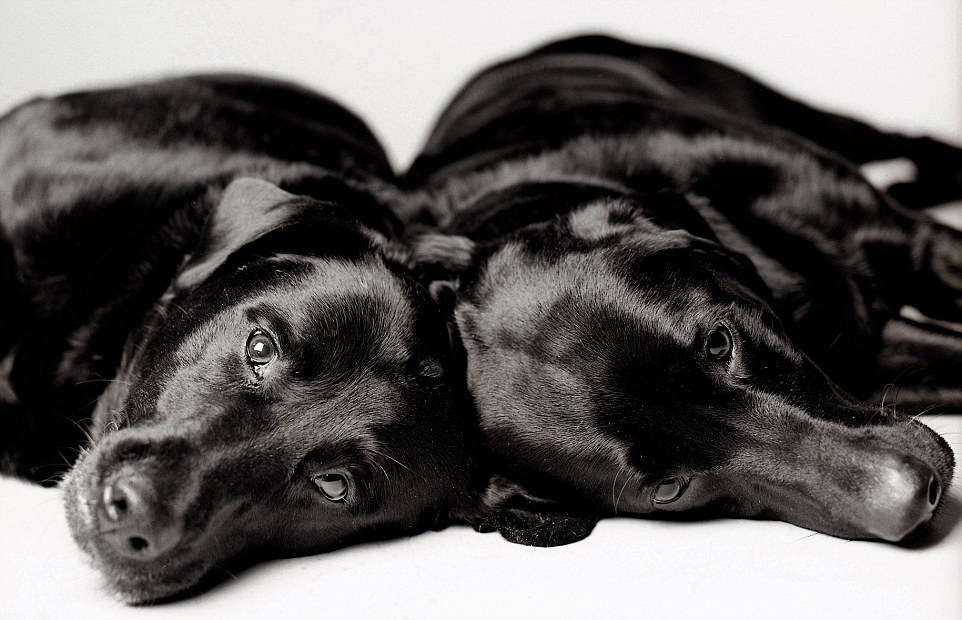 Labrador Retrievers for the Amanda Jones dog book of dogs in pictures