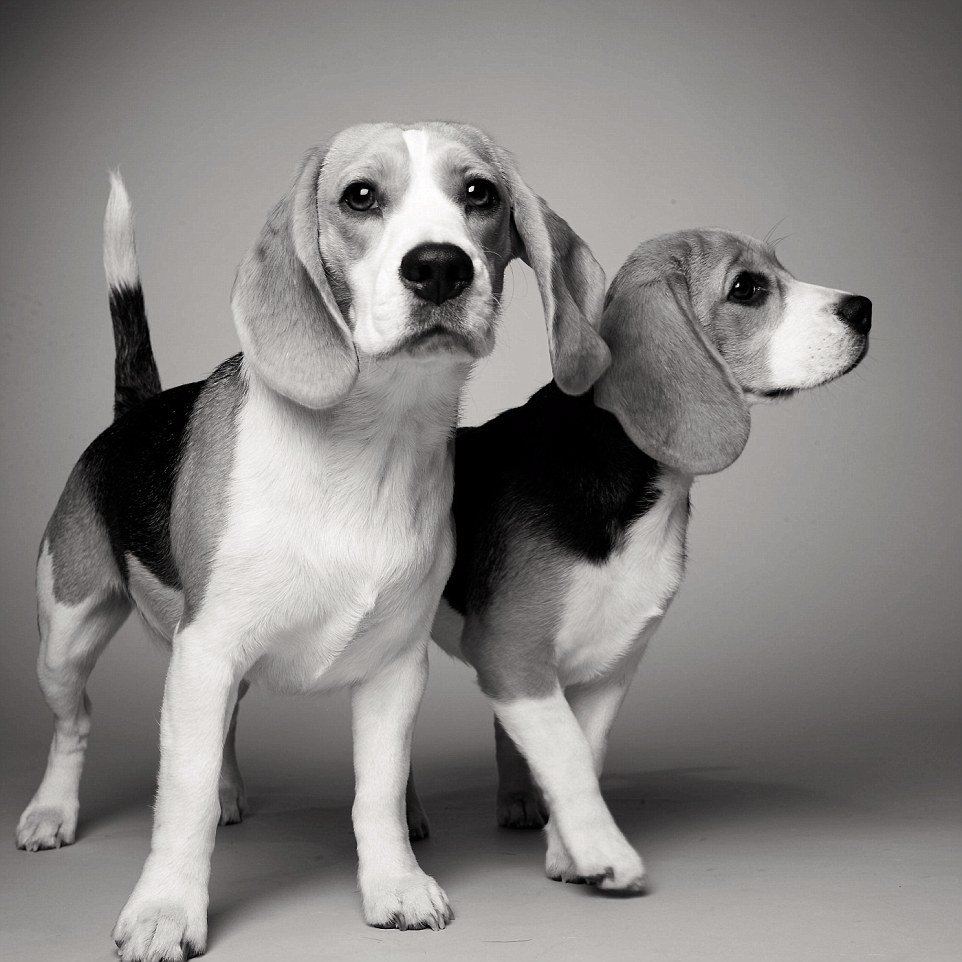 Sydney et Savannah les Beagles à 16 et 5 mois.