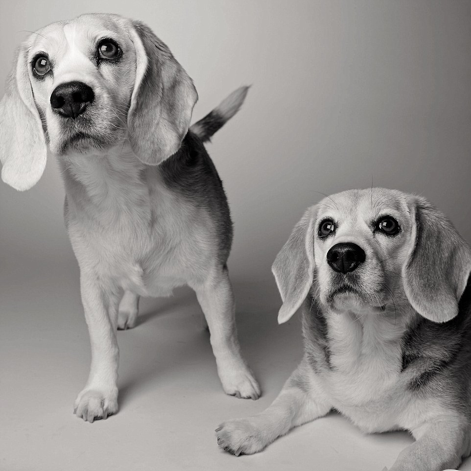 Sydney et Savannah les Beagles à 10 et 9 ans.