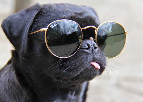 Black pug puppy wearing Rayban sunglasses with a blep