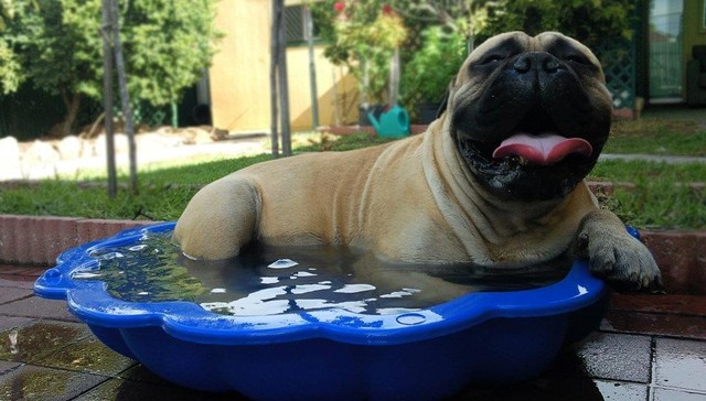 Pitbull in a children's paddling pool for dog life hacks tips