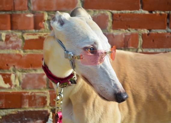 Greyhound from Tales and Tails DogBuddy favourite dog bloggers article