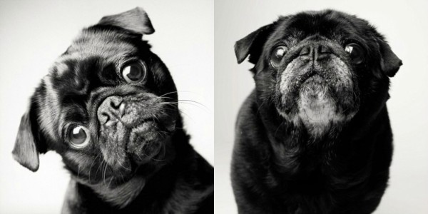 La vida de un perro en fotos - Fred el Pug