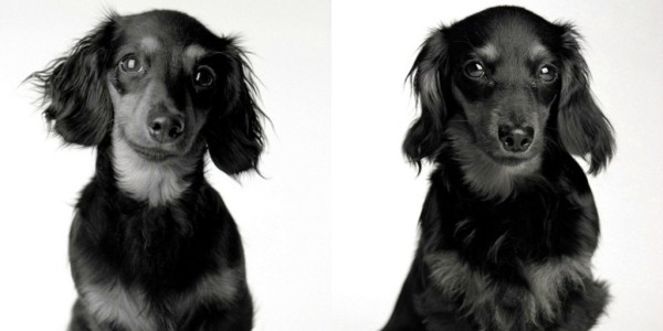 La vida de un perro en fotos - Lilly la teckel de cachorro