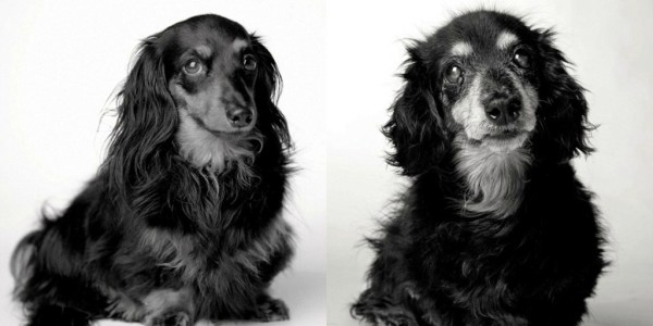 La vida de un perro en fotos - Lilly la teckel de viejita