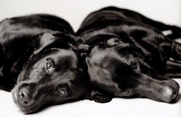 La vida de un perro en fotos - Maddie y Ellie las labradoras jovenes