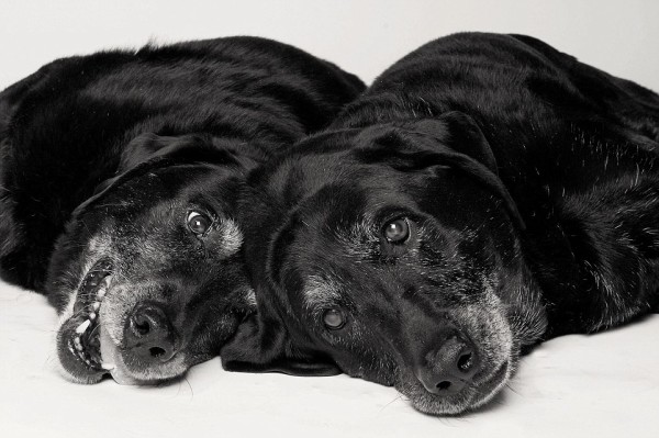 La vida de un perro en fotos - Maddie y Ellie las labradoras viejitas