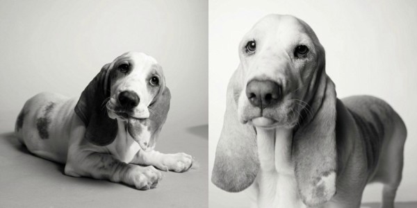 La vida de un perro en fotos -Poppy el Basset Hound