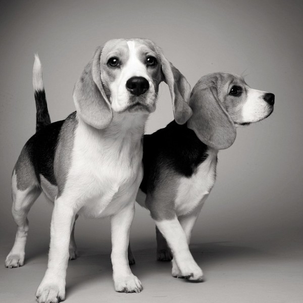 La vida de un perro en fotos - Sydney y Savannah las beagles jovenes