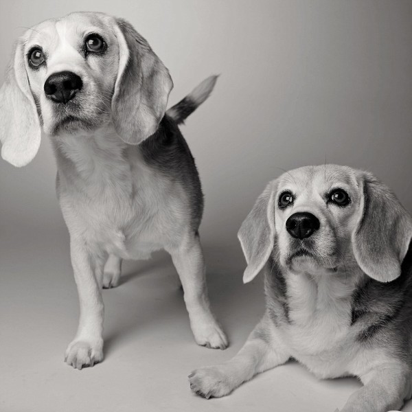 La vida de un perro en fotos - Sydney y Savannah las beagles viejitas
