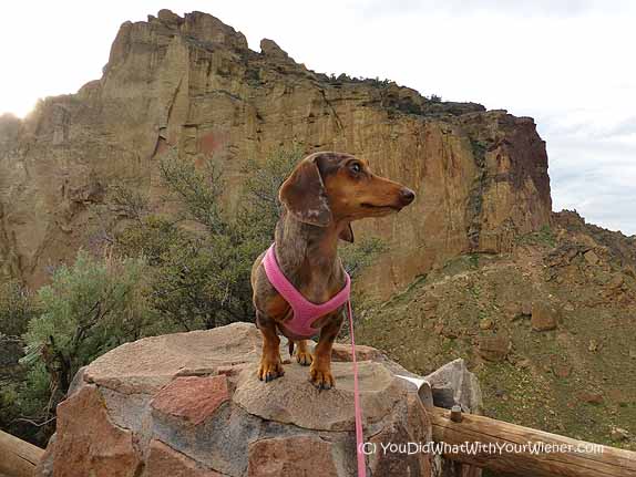 A Dachshund from You Did What With Your Wiener? DogBuddy favourite dog bloggers article