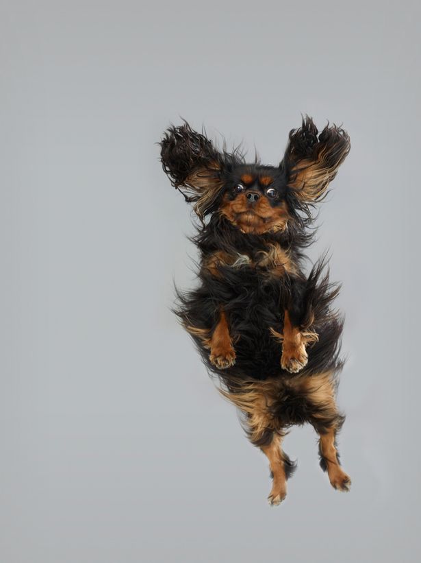 Cavalier King Charles image for the dogs flying through the air Christe dogbuddy blog