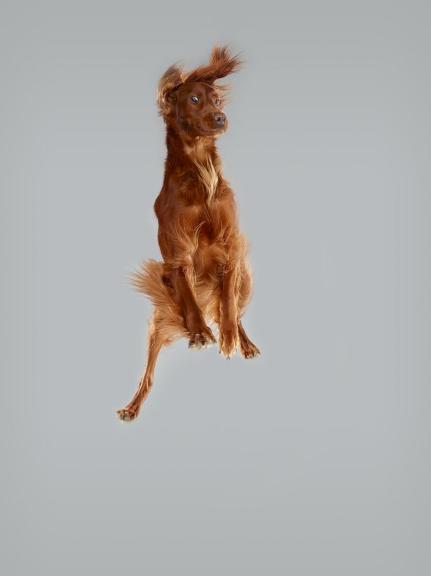 Irish Setter image for the dogs flying through the air Christe dogbuddy blog
