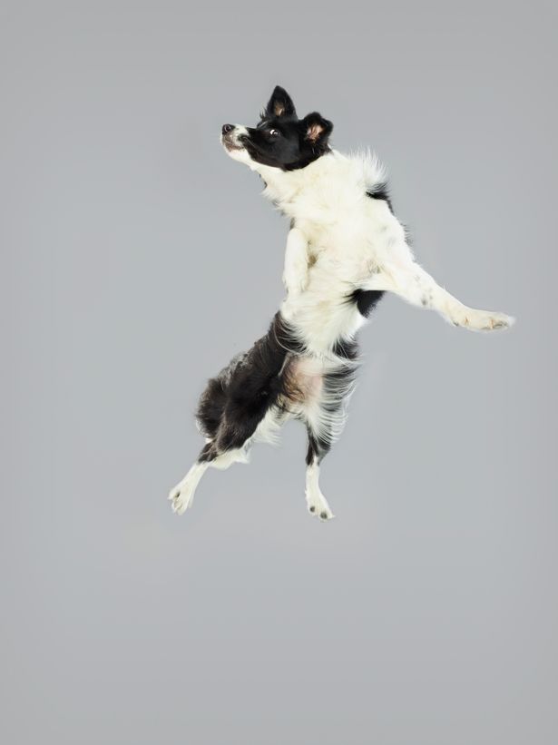 Border Collie image for the dogs flying through the air Christe dogbuddy blog