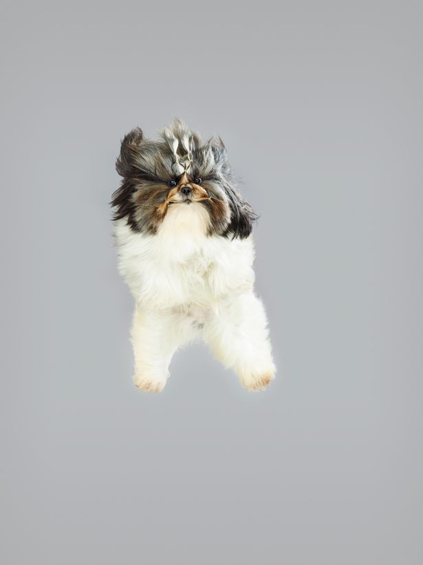 Shih Tzu image for the dogs flying through the air Christe dogbuddy blog
