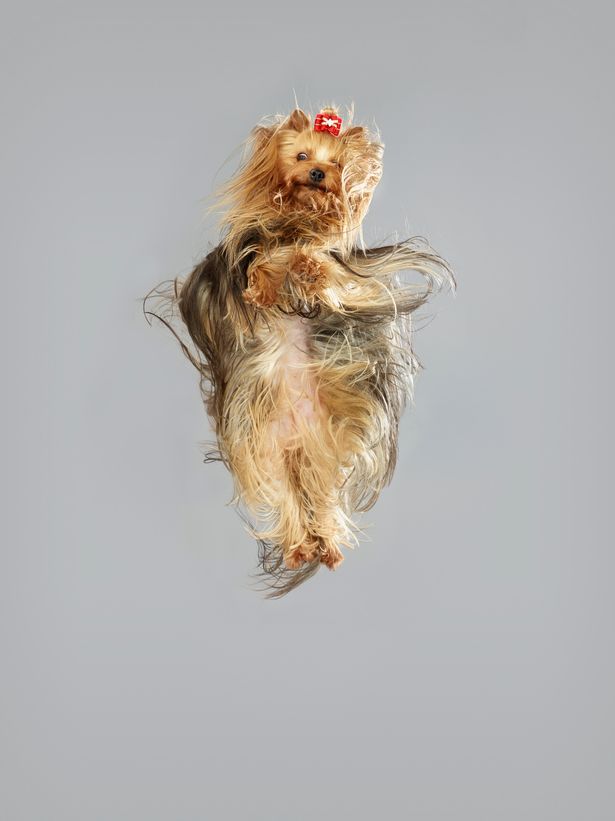 Yorkshire Terrier image for the dogs flying through the air Christe dogbuddy blog