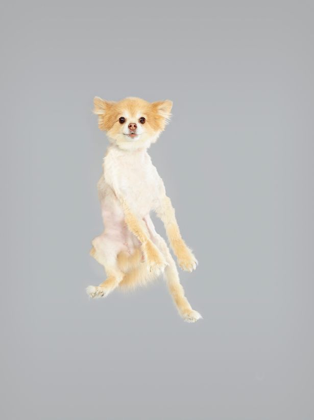Pomeranian image for the dogs flying through the air Christe dogbuddy blog