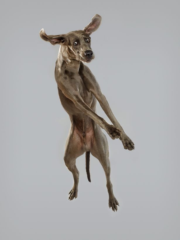 Weimaraner image for the dogs flying through the air Christe dogbuddy blog