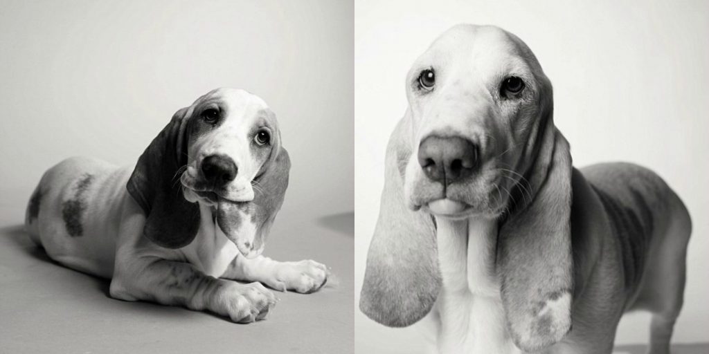 Basset Hound for the Amanda Jones dog book of dogs in pictures