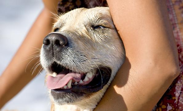 Profesional canino versus Internet - Golden retriever atendido por un golpe de calor