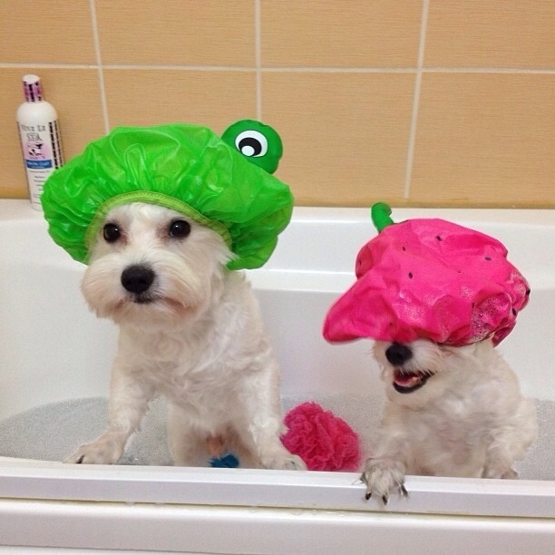 Trucos para facilitar la vida con tu perro - Dos perros con gorros de ducha